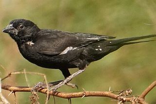 Bubalornis albirostris - Alektoweber (Weißschnabel-Büffelweber, Viehweber)